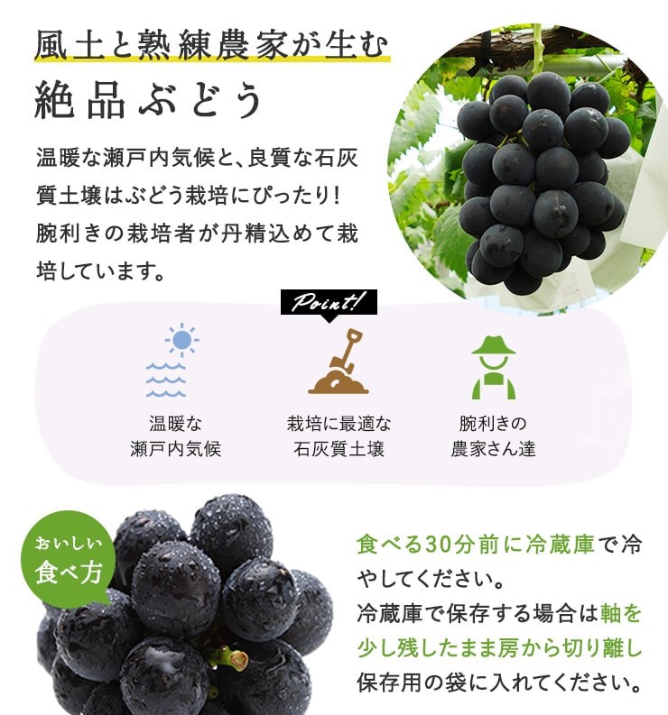 楽天市場 送料無料 ニューピオーネ 岡山県産 1房500g 2房入り 化粧箱入り 秀品 贈り物 サニーフルーツ岡山