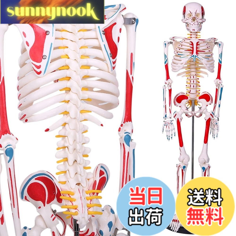 【貨物輸送無料】【自然科学治療法士締めくくる】人身枠組みひな型 高慥かさ1/2人身真似形 腕力起始／差し止める色書きあらわす型 85cM 照明ランプ付き添い人 教材 刀圭