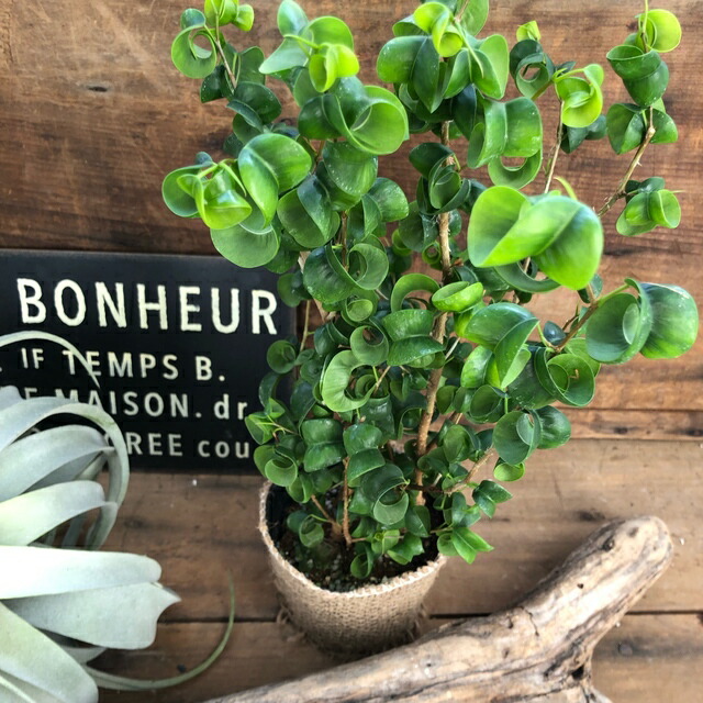 楽天市場 フィクス ベンジャミン バロック 観葉植物 サニーポップ