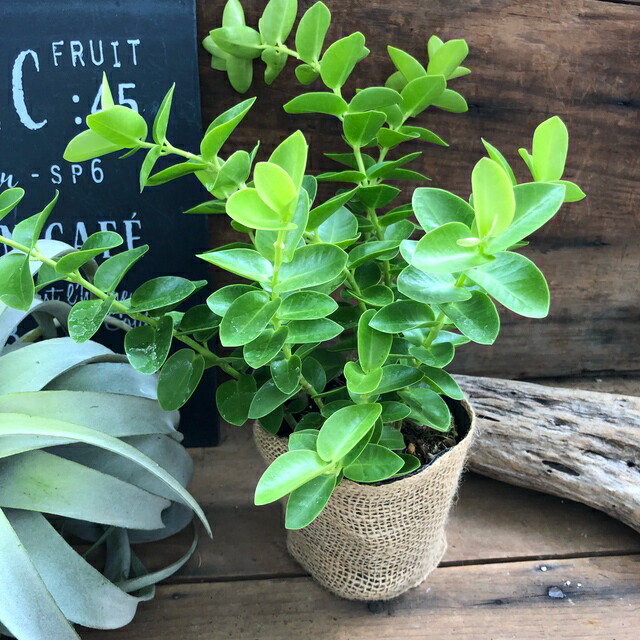 クミンギアナ ホヤ 観葉植物 インテリア Educaps Com Br