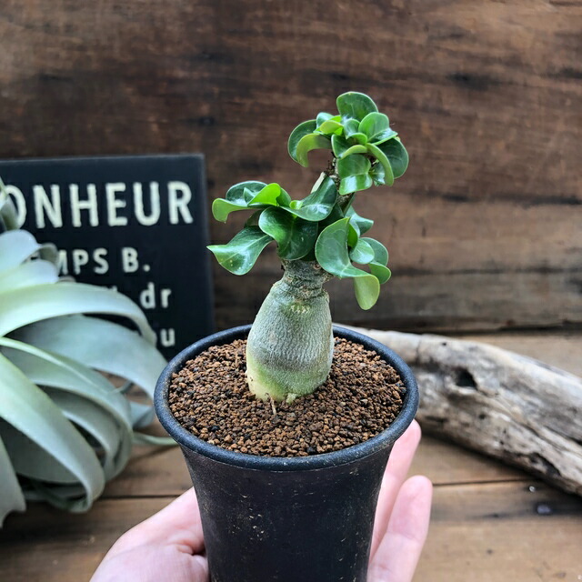 これまでで最高の高価 な 植物 すべての美しい花の画像