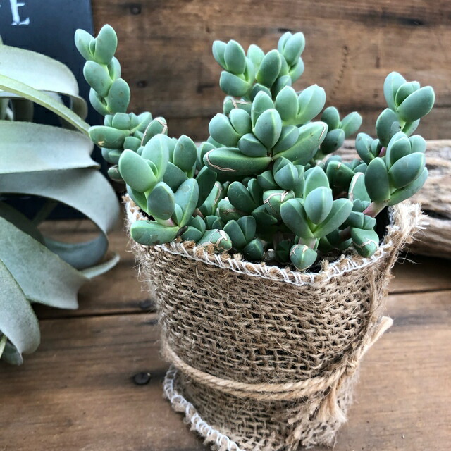 レーマニー 珍か 多肉植物 ファニチャー Hotjobsafrica Org