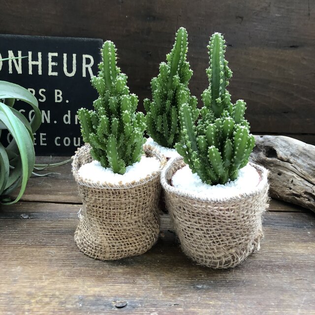 電磁波サボテン セレウス 電磁波吸いとるします サボテン Hotjobsafrica Org