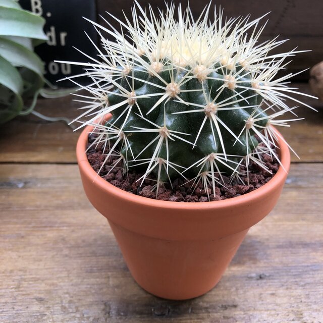 お見舞い 緋牡丹3色セット サボテン お得 観葉植物