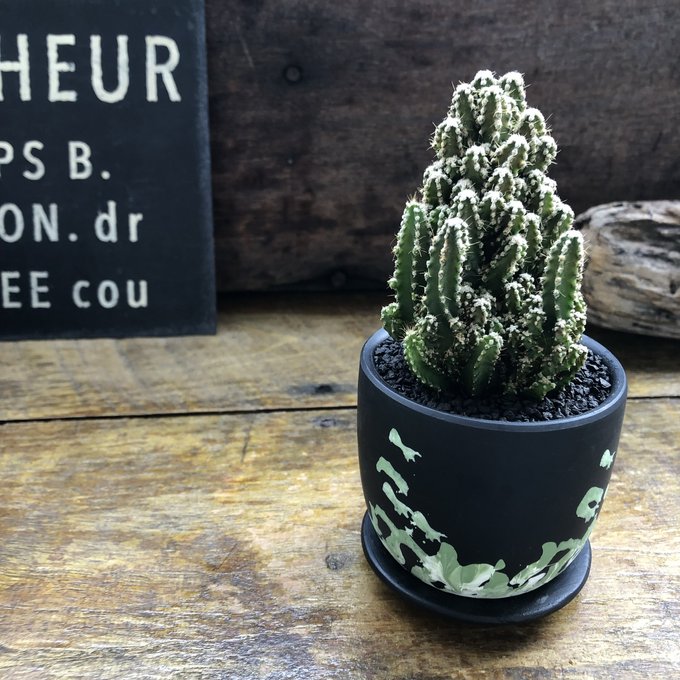 楽天市場】電磁波を吸収 不思議なサボテン セレウス : グリーンロード