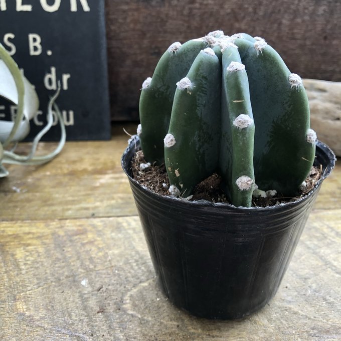 楽天市場】送料無料！柱サボテン ナチュラルバスケットに入って