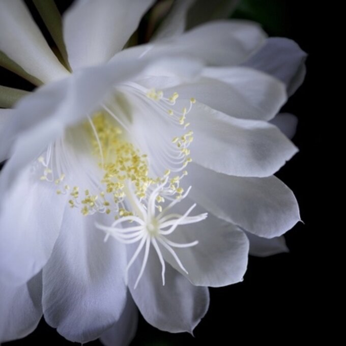 楽天市場】お誕生日プレゼントに2025年月下美人苗とても珍しい花