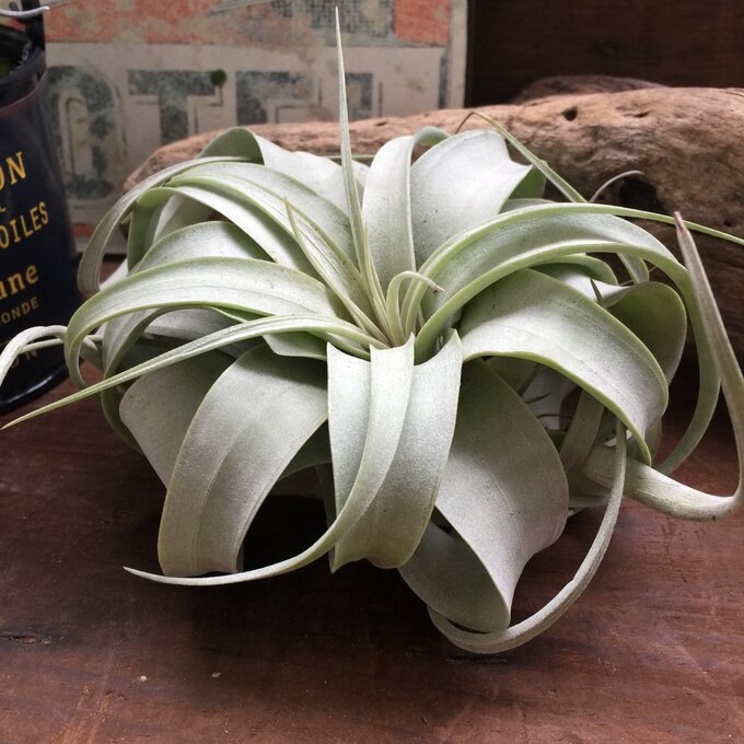 楽天市場】【ケース販売：6入】 チランジア（キセログラフィカ） L