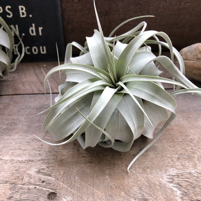 楽天市場】【キセログラフィカ 大サイズ】☆ エアプランツ チランジア