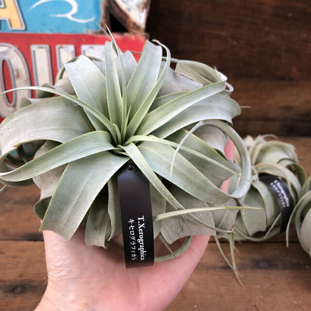 キセログラフィカ ミニサイズ 着生植物 Hotjobsafrica Org