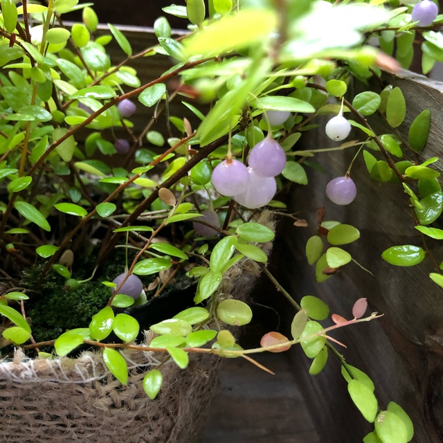 楽天市場 パワーストーン 真珠コケモモ 大人気 観葉植物 サニーポップ