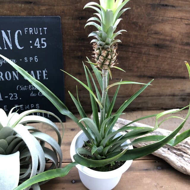 花パイン 収穫してください パイナップル Marcsdesign Com 花パイン 収穫してください パイナップル Marcsdesign Com