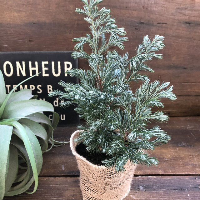 楽天市場 ボールバード クリスマスツリーに 可愛い木 ミニサイズ サニーポップ