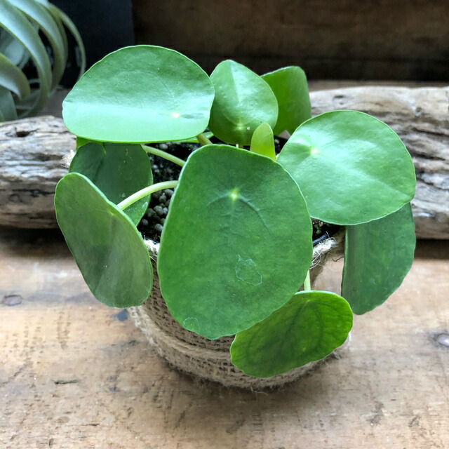 楽天市場 ぺぺロミオイデス 希少品種 観葉植物 インテリア パリジェンヌ