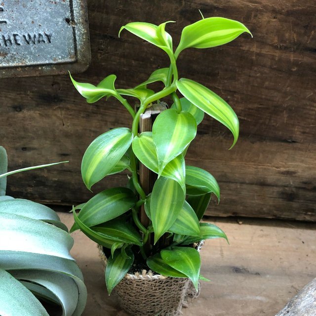 楽天市場 バニラ 甘い香りのもと つる性の観葉植物 サニーポップ