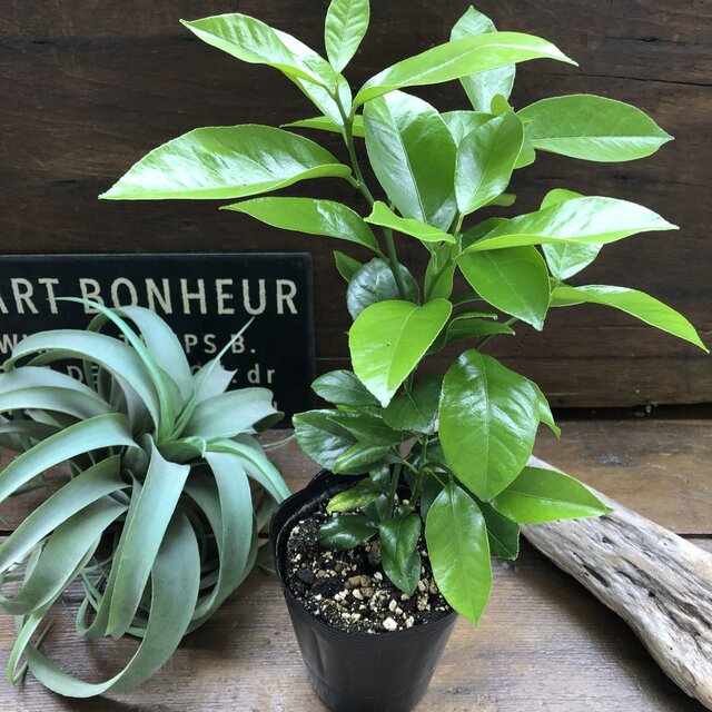 レモンの木 檸檬 リスボン ガーデニング Crunchusers Com