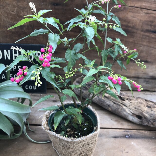 たぬ吉様用実付20ジャボチカバ四季咲 耐寒性 楽天市場】ジャボチカバ