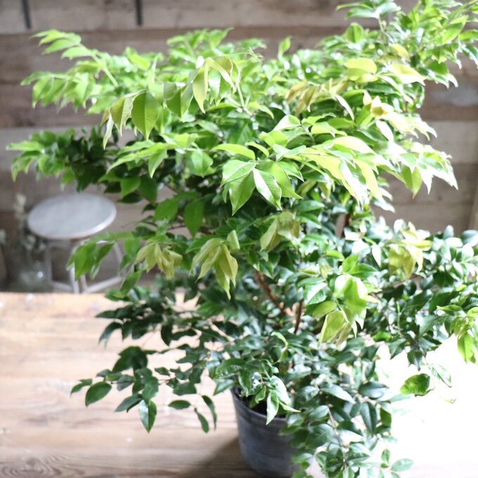 楽天市場】希少 斑入りドラセナ トルネード（5号鉢） 観葉植物 : パリ