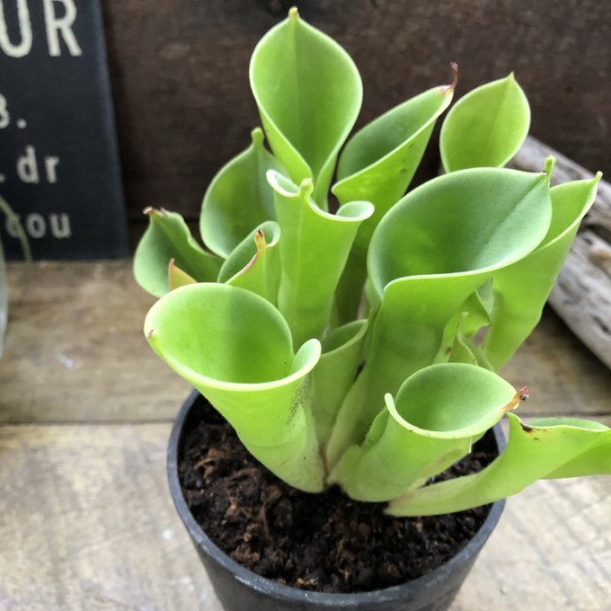 楽天市場】食虫植物 ヘリアンフォラ ミノール交配 ミノールhyb 3号鉢