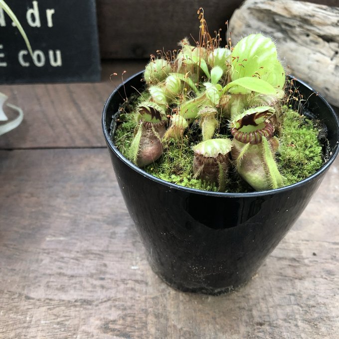 食虫植物　お知らせ用 食虫植物 お知らせ用 食虫植物 お知らせ用