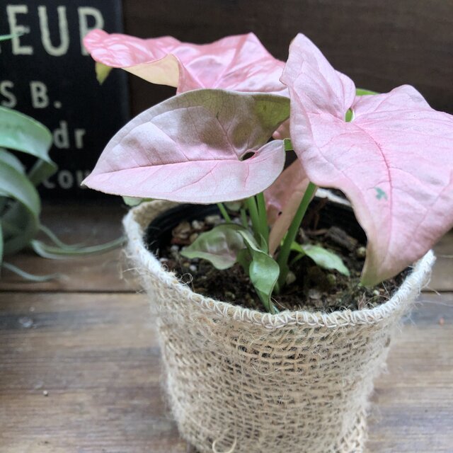 楽天市場 ネオン アンティークピンク シンゴニウム ネオン 観葉植物 ガーデニング サニーポップ