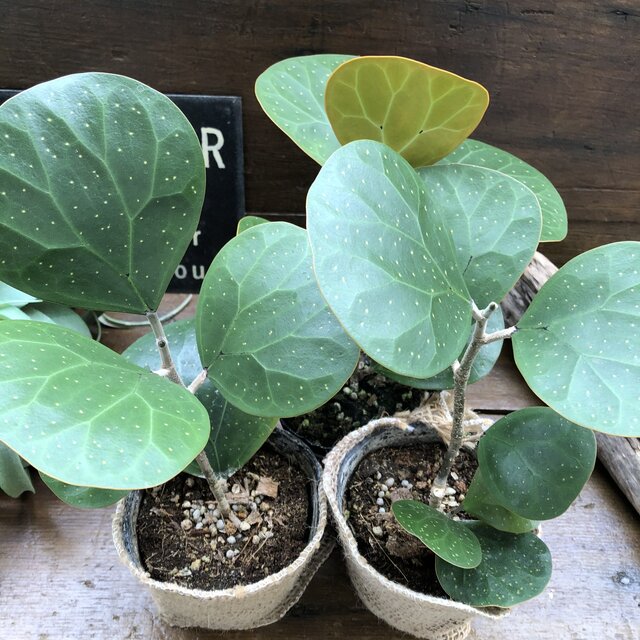 楽天市場 ゴールドコイン フィカス 観葉植物 インテリア サニーポップ