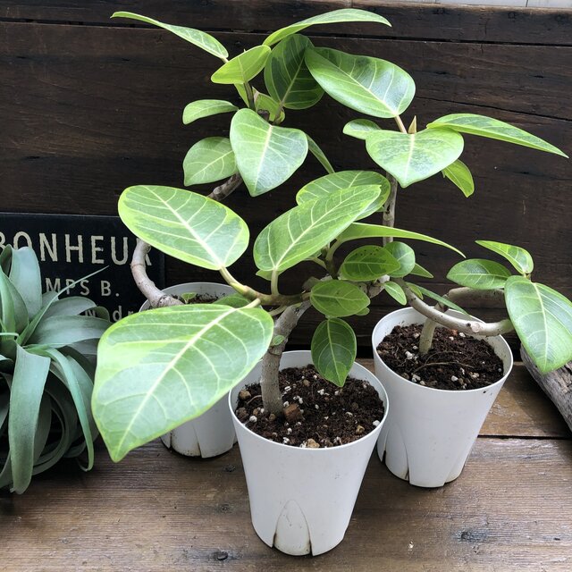 Revex リーベックス 雨合羽 Ip67 電燈用ツキ 防犯警報 防犯呼びりん Psa Gb Psa Gp