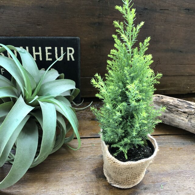 ツリー型 エンパイヤー コニファー エルウッズ 観葉植物 Letempslev K7a Com