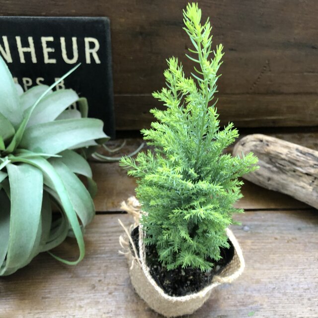 ツリー型 エンパイヤー コニファー エルウッズ 観葉植物 Letempslev K7a Com