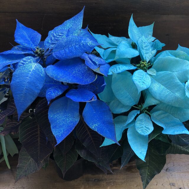 楽天市場 産地直送 ブルー ライトブルー ポインセチア デコレーション パリジェンヌ