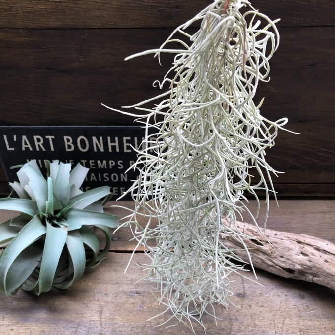 楽天市場】【キセログラフィカ 小サイズ】ミニサイズ エアプランツ