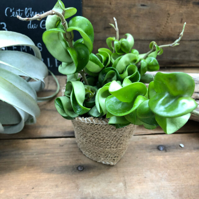 ホヤコンパクタ セール 多肉植物 希少 Educaps Com Br