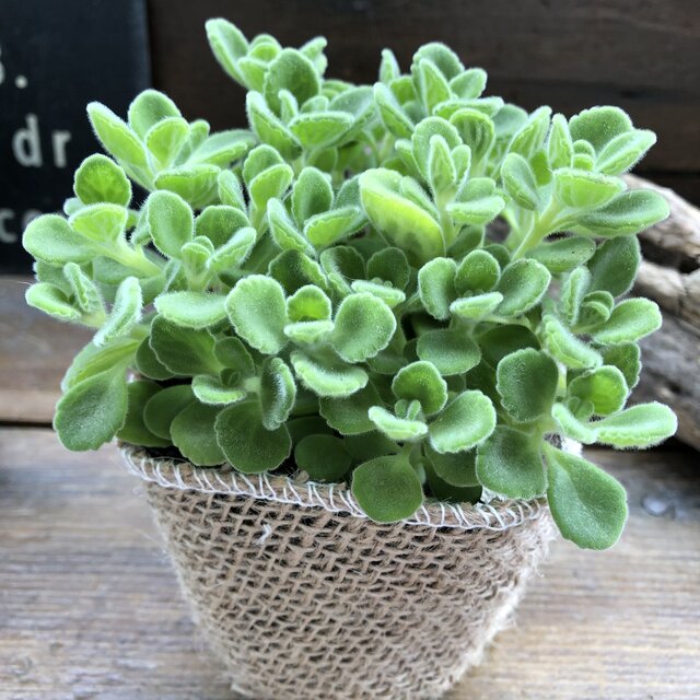 楽天市場 アロマティカス ミントの甘い香り 多肉植物 サニーポップ