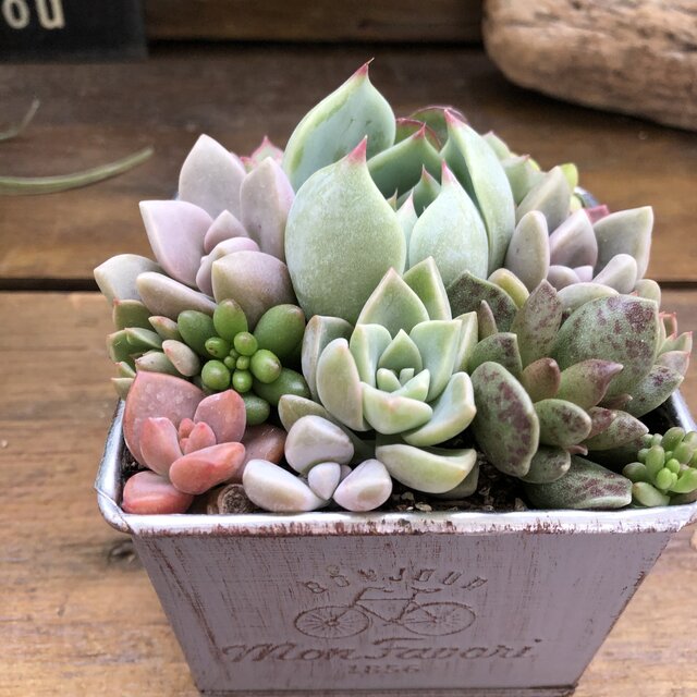 楽天市場 ブリキ鉢の寄せ植え 多肉植物 可愛い もりもり サニーポップ