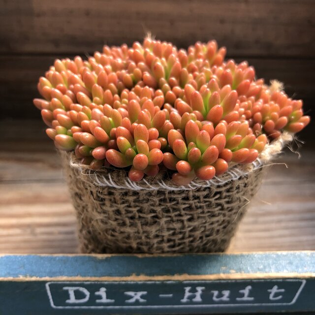 楽天市場】多肉植物 abオフタルモフィルム 風鈴玉 多肉植物 2号ポット