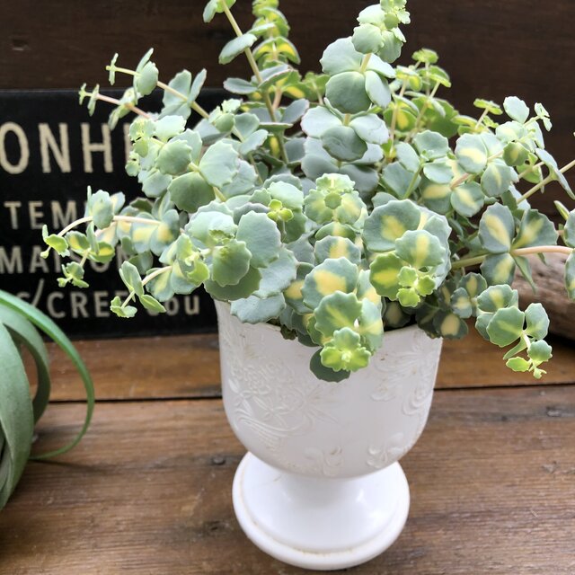 斑入りミセバヤ 大苗 多肉植物 ガーデニング Educaps Com Br