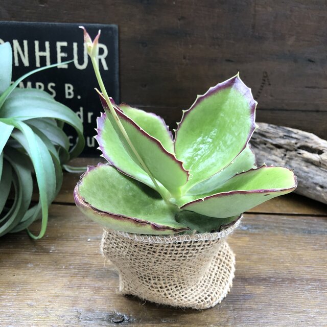 シンセパラ レア種類 子宝草本 カランコエ 多肉植物 Foxunivers Com