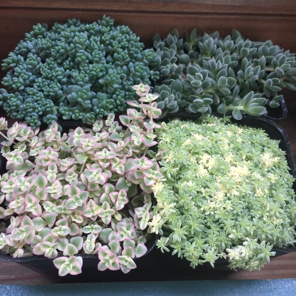 楽天市場】多肉植物 セダム（虹の花） 2.5号 プラスチック鉢