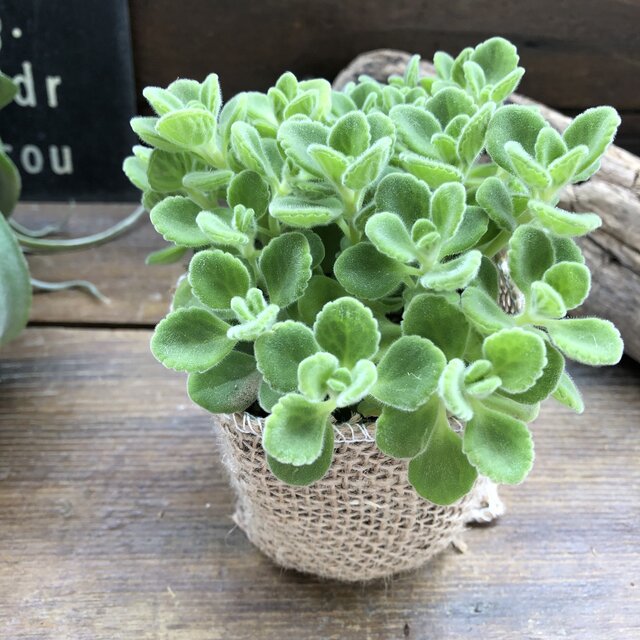 アロマティカス 】 ☆ 多肉植物 虫よけ ハーブ 苗 根付き ゴキブリ対策 ミントの甘い香り 芳香 玄関 効能 地植え 花 3号ポット  プレクトランサス 大人気 観葉植物 室内 アロマ 香り セダム かわいい モリモリ 育てやすい 初心者向け 送料無料