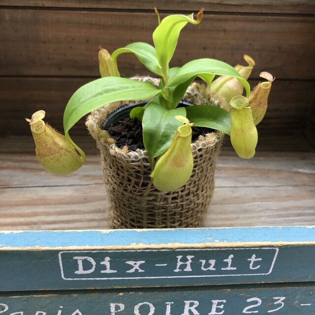 ネペンテス グラシリス 食虫植物 多肉植物 可愛い ガーデニング Educaps Com Br