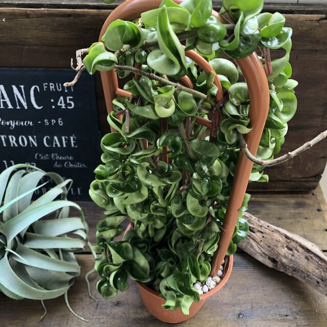 棟梁洋裁 ホヤコンパクタ 壮麗 大苗 多肉植物 Musiciantuts Com 棟梁洋裁 ホヤコンパクタ 壮麗 大苗 多肉植物 Musiciantuts Com