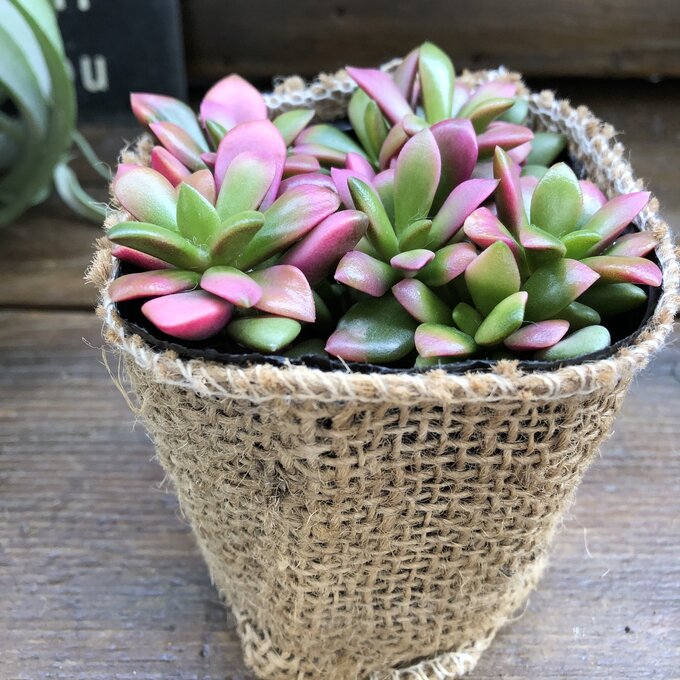 楽天市場 虹の玉 多肉植物 セダム インテリア ガーデニング パリジェンヌ