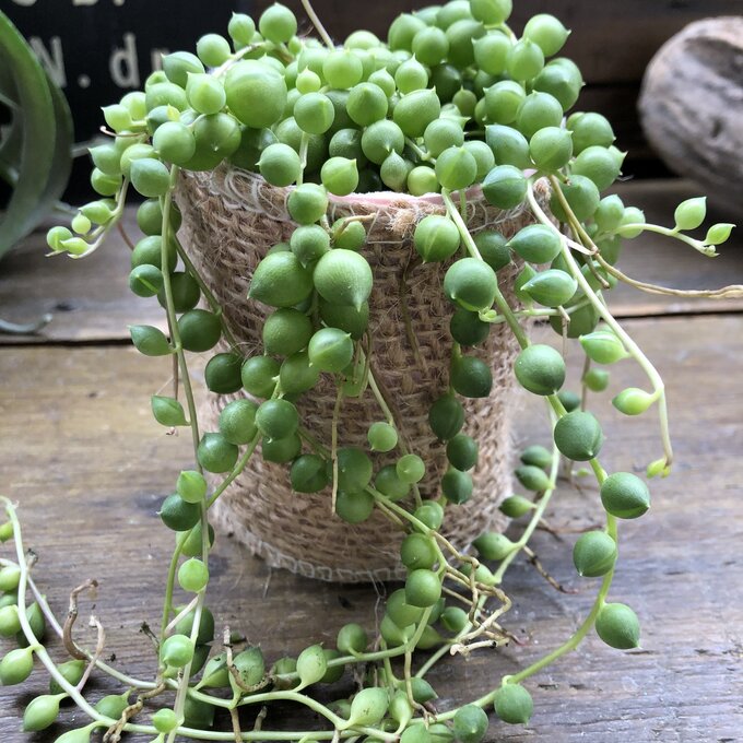 グリーンネックレス】☆ 多肉植物 つる性 垂れ下がり 可愛い