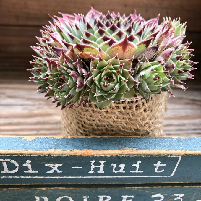 楽天市場】【多肉植物】センペルビウム 'パシフィックレッドローズ