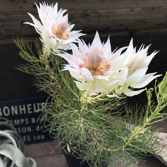 楽天市場】セルリア（ラズベリーバースト） 6号 プラスチック鉢 1鉢