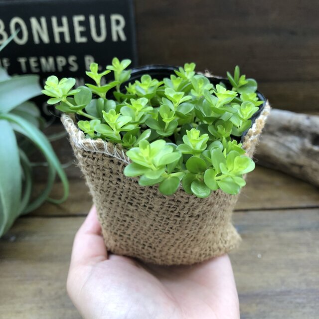 楽天市場 デピーナ ペペロミア 観葉植物 可愛い葉っぱ パリジェンヌ