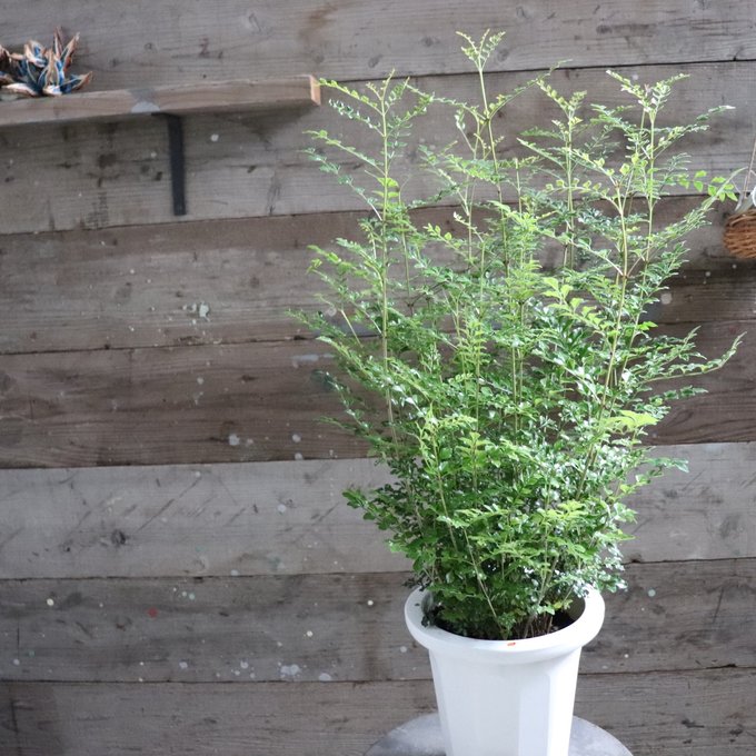 楽天市場】シマトネリコ 8号サイズ スクエア鉢植え☆送料無料☆高さ100