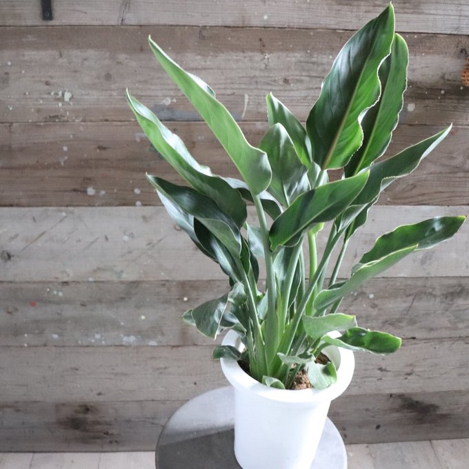レギネ 7号　観葉植物　ストレチア　極楽鳥花