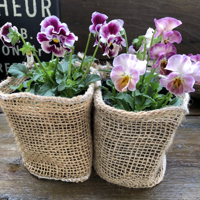 楽天市場 アデール2個セット メルヘンビオラ フリルビオラ ピンク系 パリジェンヌ