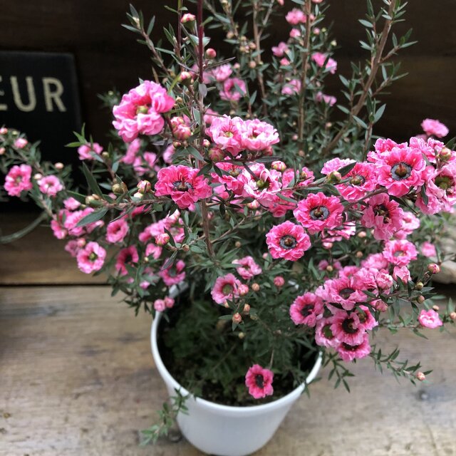 楽天市場】【レプトスペルマム属】ギョリュウバイ八重咲（御柳梅）3号